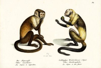 Capuchin Monkey, 1824 by Karl Joseph Brodtmann